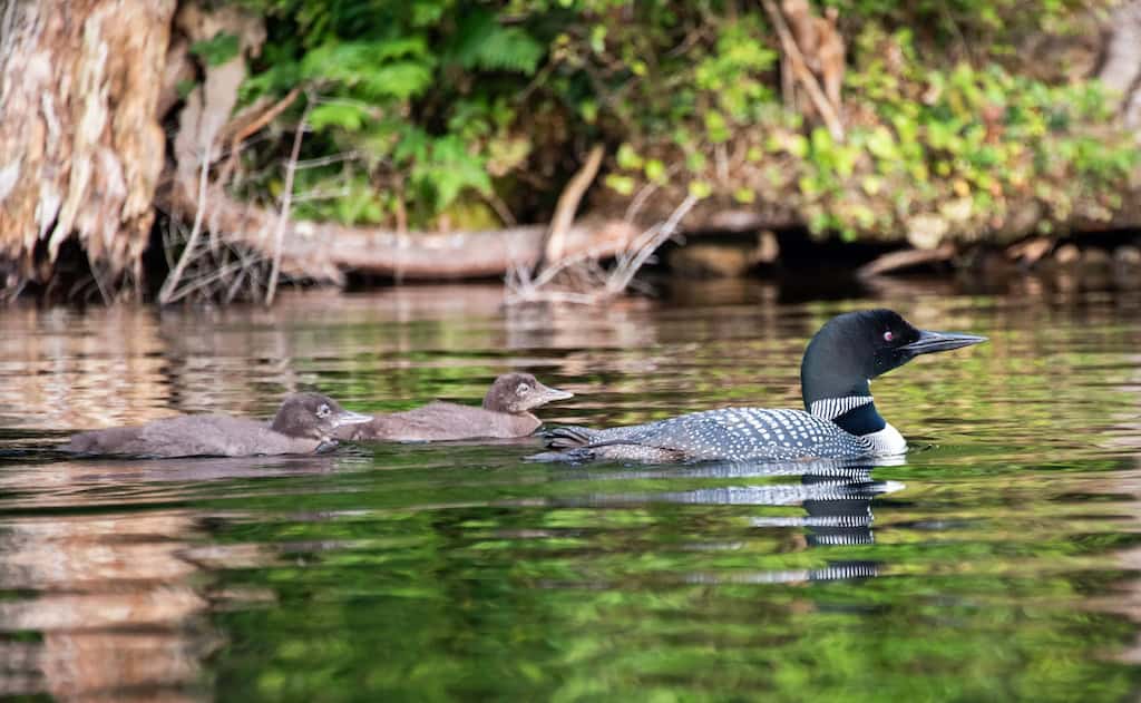 A loon momma and babies on Adams Reservoir in Woodford State Park. 