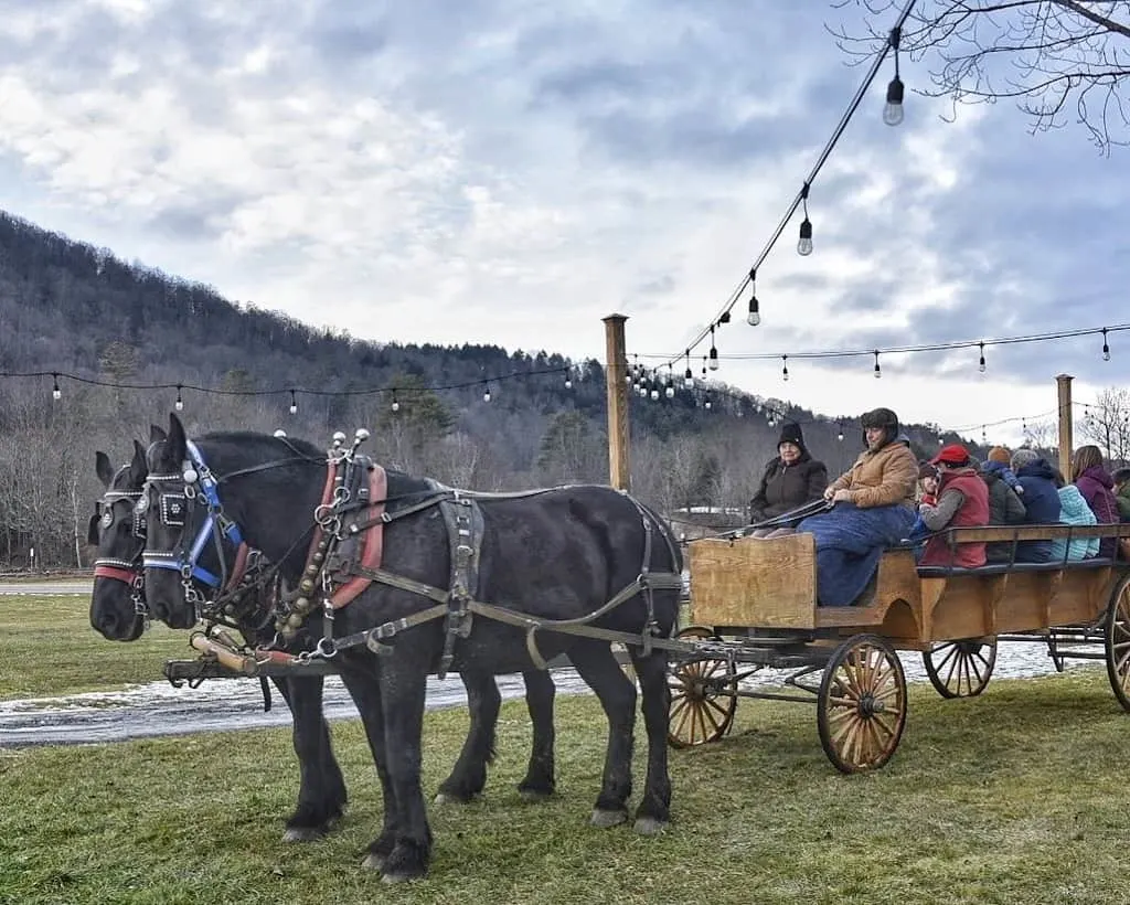 Two horses pulling a carriage through a winter field in Grafton, Vermont. 