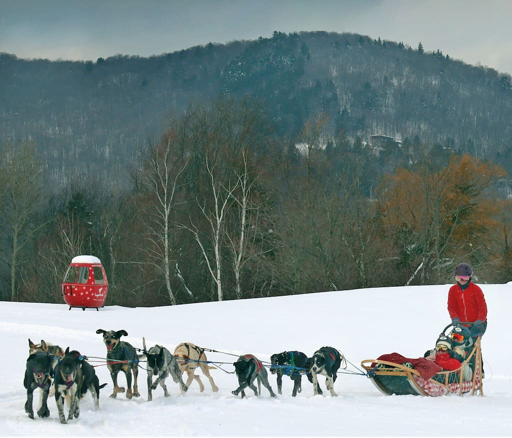 A  dog sledding team getting ready to run across the snow in Vermont. 