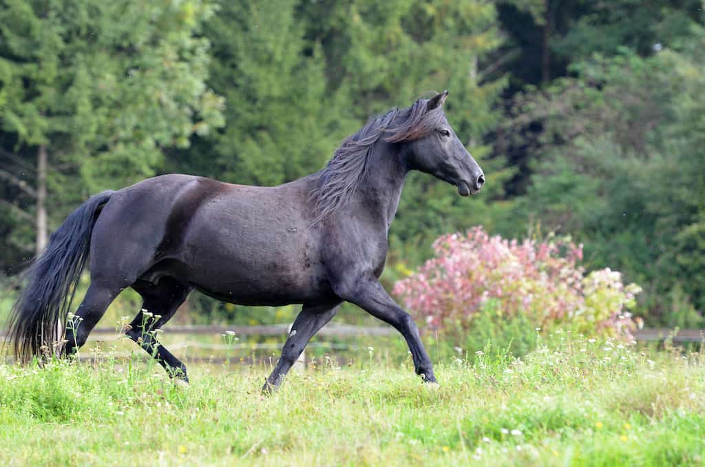 A gorgeous Morgan horse in Vermont