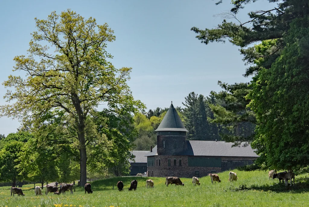 A heard of cows in front of the historic barn at Shelburne Farms in Vermont. 