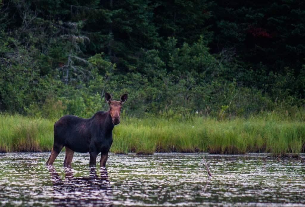 A female moose standing at the edge of a lake. 