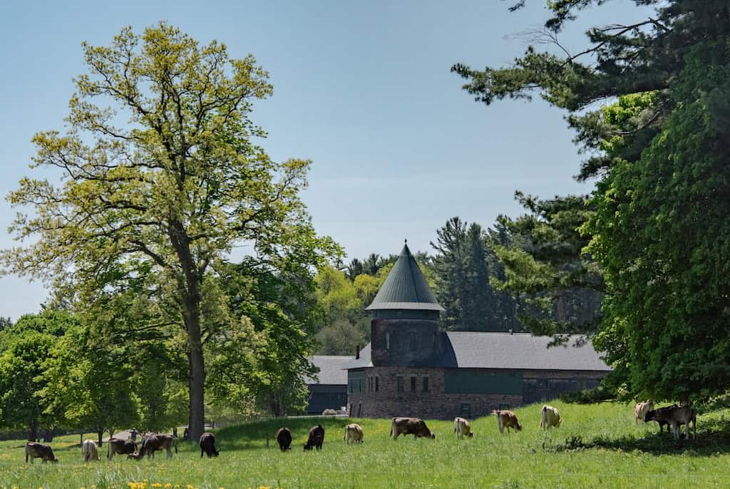 Brown Swiss cows in front of the barn at Shelburne Farms.