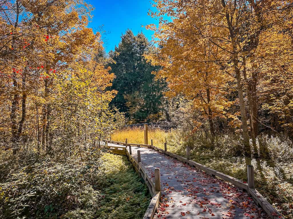 A wooden boardwalk through a hardwood forest in the fall. 