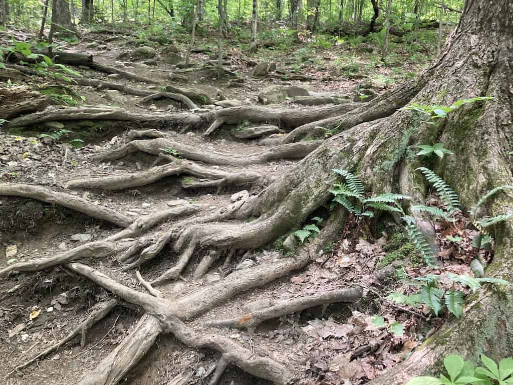 Tree roots on the Stowe Pinnacle Trail. 