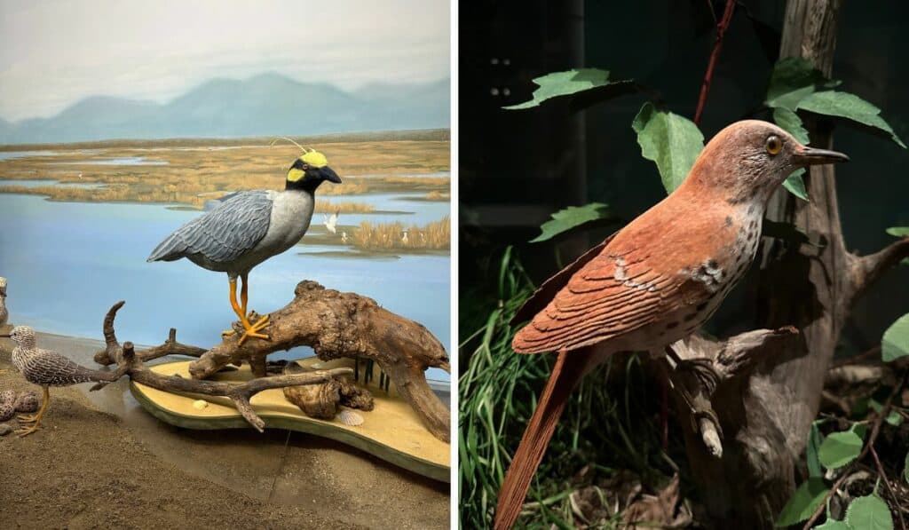 A few of the intricately carved birds on display at the Birds of Vermont Museum in Hungtington.