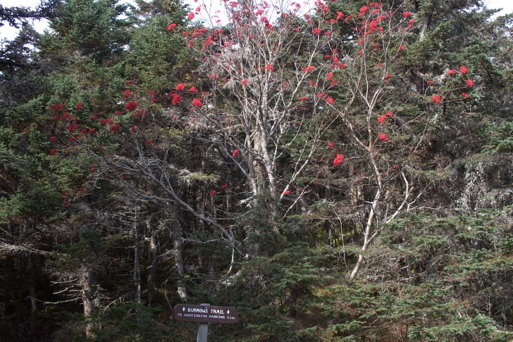 Mountain ash berries in fall on the hike from Burrows Trail to Camel's Hump.