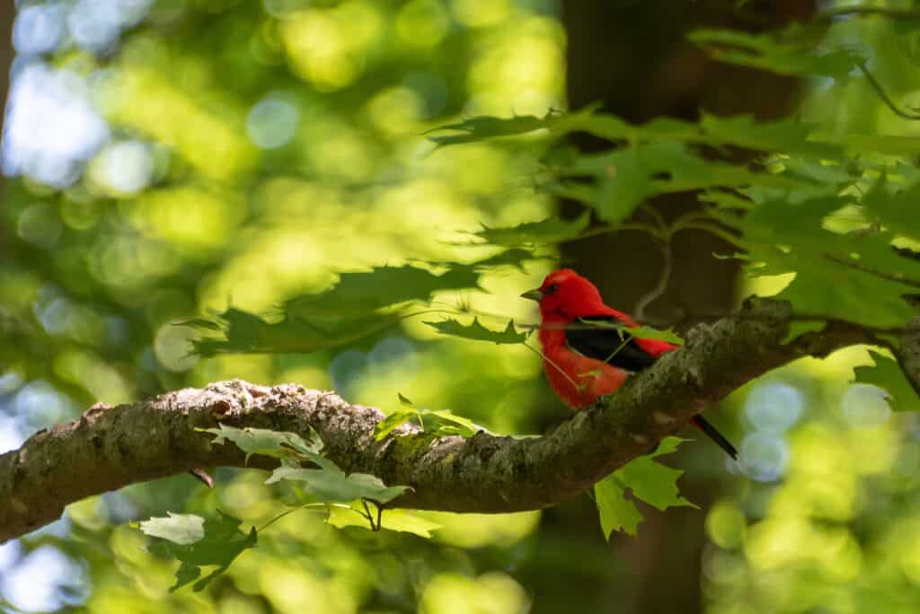A Scarlet Tanger near Burlington.