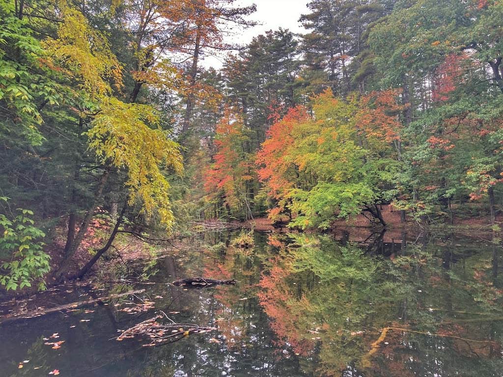 Wetlands at Lake Shaftsbury State Park in the fall.