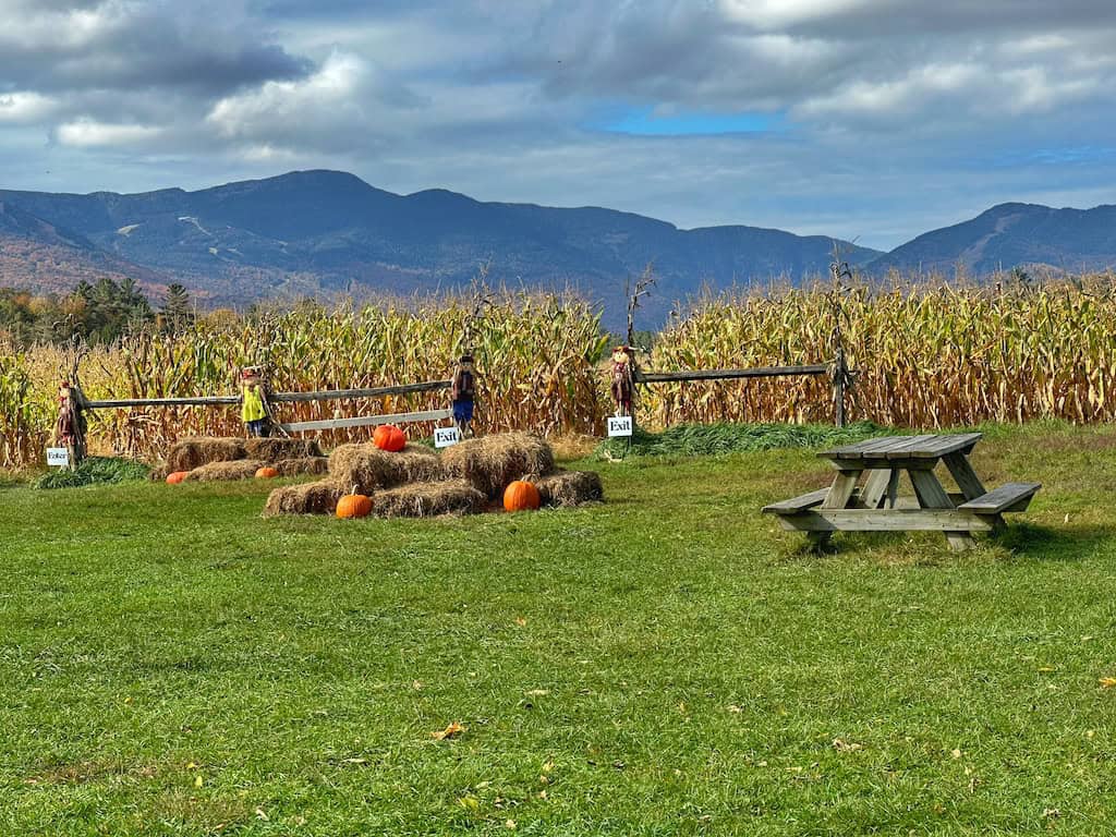 Percy Farm Corn Maze in Stowe with Mount Mansfield in the background.