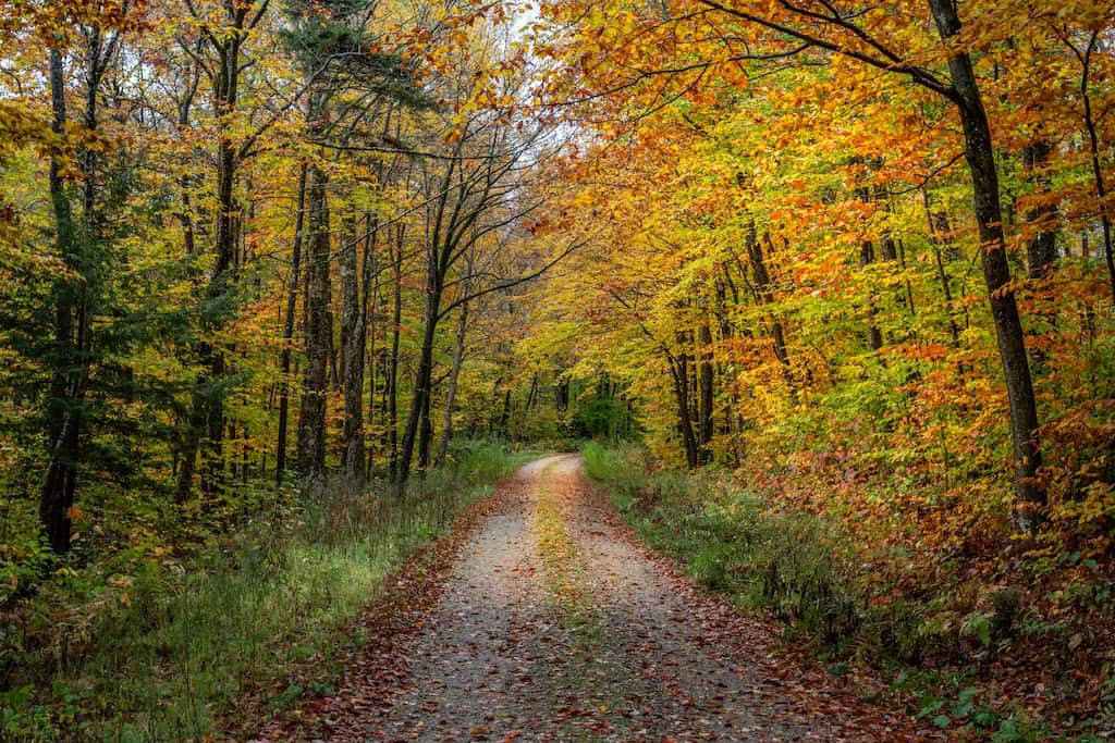 A back road meanding through the woods in Ripton.