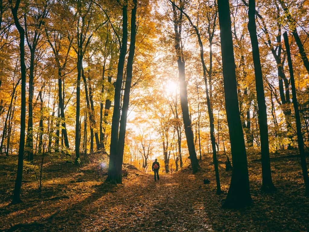 Hiking in a forest during sunset.