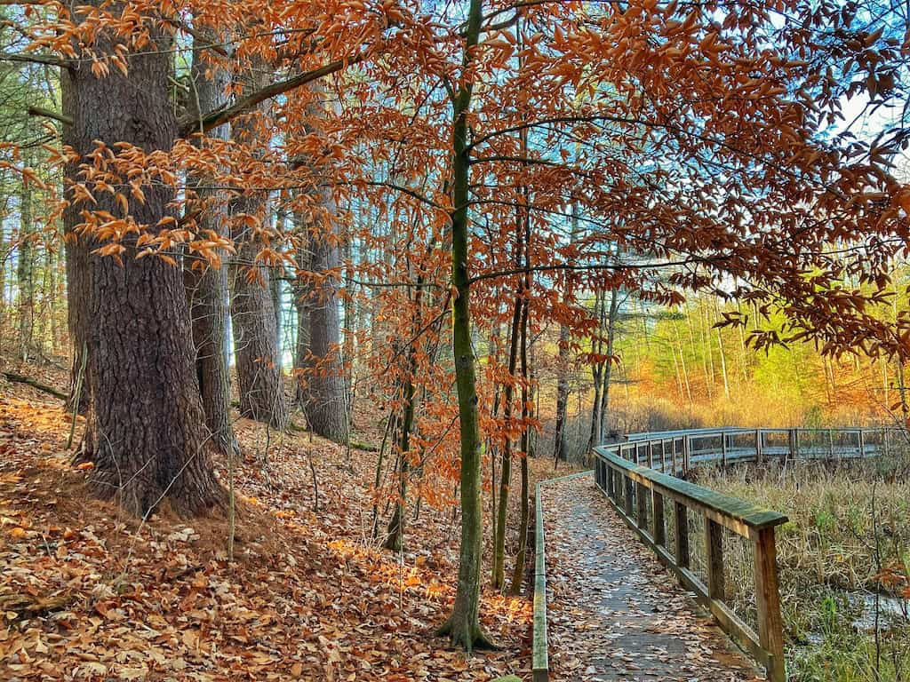 Beech trees hang on through November at Lake Shaftsbury State Park in southern Vermont.