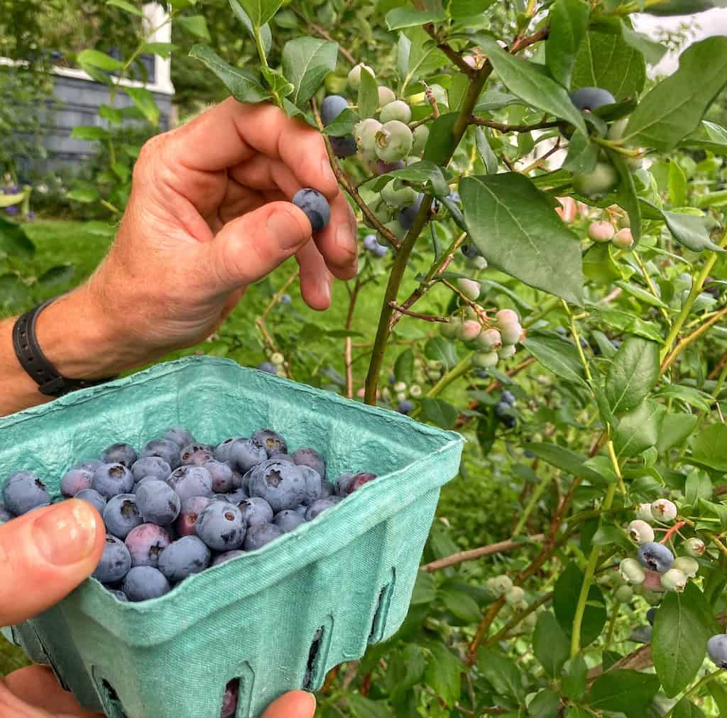 blueberry bushes with hands picking.